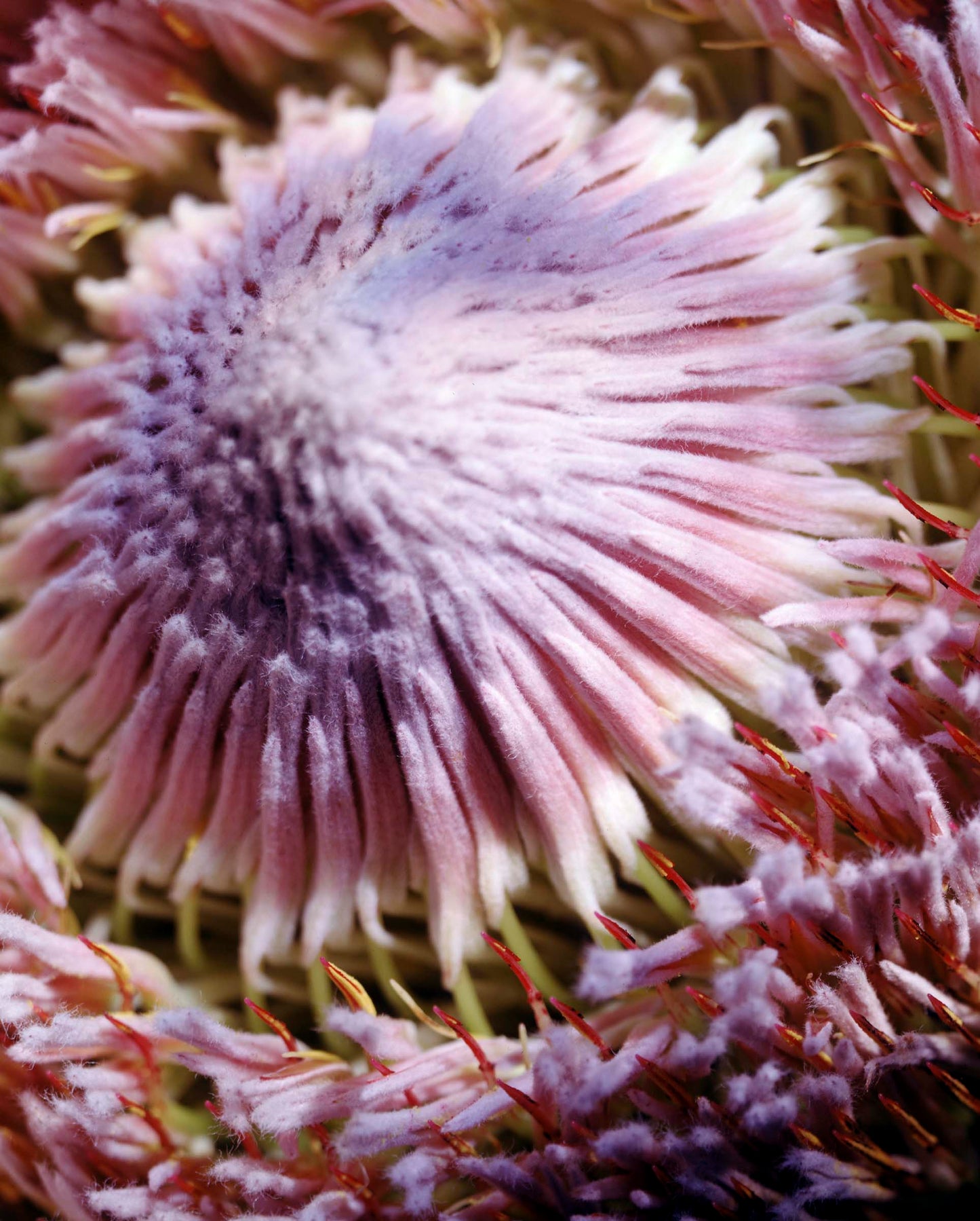 Floral #031