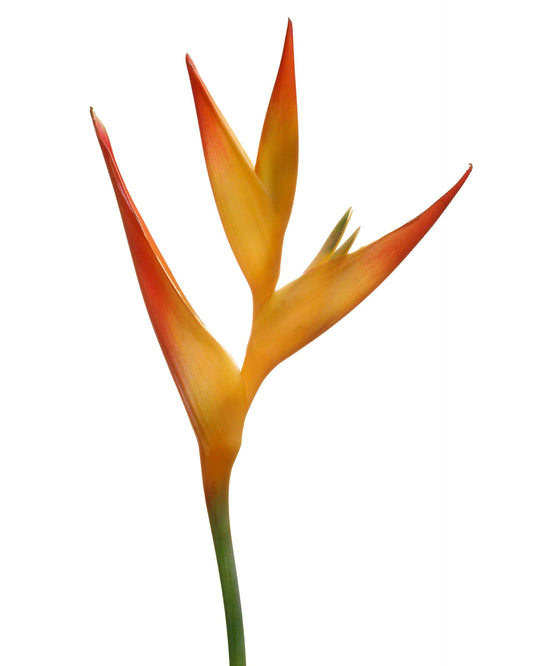 Floral #019