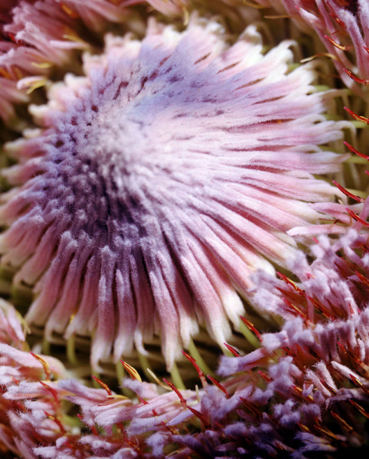 Floral  #031