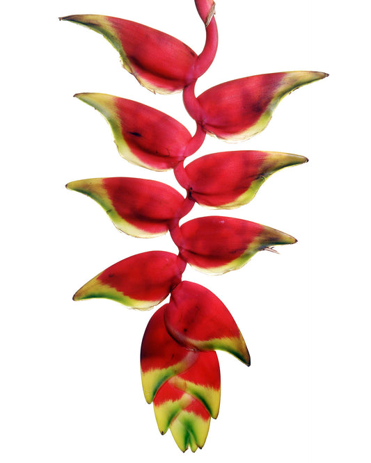 Floral #037