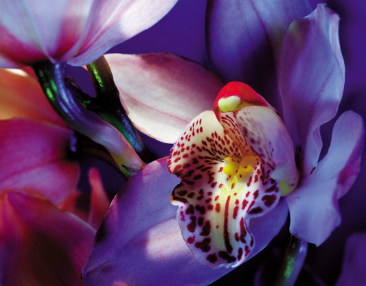 Floral #052