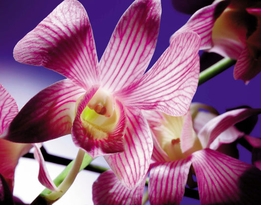 Floral #053