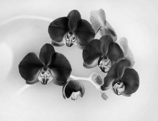 Floral #202
